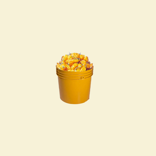 Pepper - Yellow Cameroon